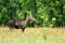 A female moose standing in tall grass in front of a forest, eastern Poland