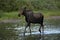 Female Moose Strolls Through Ankle Deep Water
