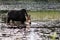 Female moose in the swamp