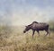 Female Moose Walking