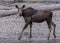 Female Moose Walks on Rocky Beach