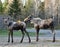 Female Moose and Yearling Calf