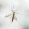 Female mosquito cranefly sits on window glass