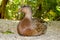 Female Mottled Duck