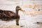 Female Mottled Duck Anas fulvigula fulvigula