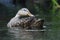 Female Mottled Duck preening her feathers on a Florida river