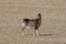 Female mouflon sheep standing in a field