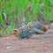 Female Mountain Bamboo Partridge