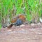 Female Mountain Bamboo Partridge