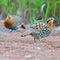 Female Mountain Bamboo Partridge