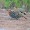 Female Mountain Bamboo Partridge