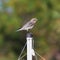 Female Mountain Bluebird