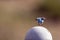 Female Mountain Bluebird takes off from a fence post