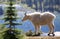 Female Mountain Goat at Cliffs Edge, Hidden Lake Trail, Glacier