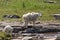 Female mountain goat with her young kid next to a shallow stream in an alpine meadow