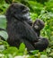 A female mountain gorilla with a baby. Uganda. Bwindi Impenetrable Forest National Park.