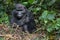 Female mountain gorilla close up