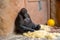 A female mountain gorilla takes care of her baby.