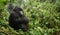 Female mountain gorilla thinking in the forest