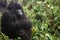 Female mountain gorilla thinking in the forest, closeup