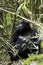 Female mountain gorilla in Volcanoes National Park, Virunga, Rwanda