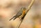 Female Mugimaki Flycatcher (Ficedula mugimaki)