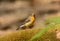 Female Mugimaki Flycatcher (Ficedula mugimaki)