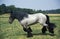 FEMALE MULASSIERE DU POITOU GALLOPING THROUGH MEADOW