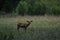 Female Mule Deer