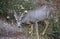 Female mule deer, Canadian Rockies