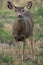 Female mule deer, close up