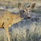 A female Mule Deer In Colorado