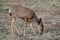 Female Mule Deer (Odocoileus hemionus)
