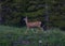 Female Mule Deer trotting through a mountain meadow in the rocky mountains