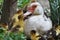 A female muscovy duck Cairina moschata with her young brood