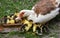 A female muscovy duck Cairina moschata with her young brood