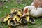 A female muscovy duck Cairina moschata with her young brood