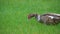 A female of Muscovy duck eats insects and grass, walking along the green lawn.