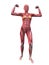 Female muscular system