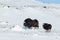 Female Musk Ox with a calf in snow