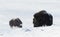 Female Musk Ox with a calf in snow during cold winter