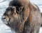 Female Muskox taking a sun bath.