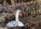 A female mute swan is brooding in its nest in southern Germany