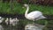 Female Mute Swan (Cygnus olor) and Six Cygnets on Water