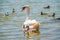 A female mute swan, Cygnus olor, swimming on a lake with its new born baby cygnets. Mute swan protects its small offspring. Gray,