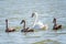 A female mute swan, Cygnus olor, swimming on a lake with its new born baby cygnets. Mute swan protects its small offspring. Gray,