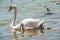 A female mute swan, Cygnus olor, swimming on a lake with its new born baby cygnets. Mute swan protects its small offspring. Gray,