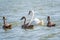 A female mute swan, Cygnus olor, swimming on a lake with its new born baby cygnets. Mute swan protects its small offspring. Gray,