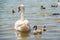 A female mute swan, Cygnus olor, swimming on a lake with its new born baby cygnets. Mute swan protects its small offspring. Gray,