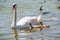 A female mute swan, Cygnus olor, swimming on a lake with its new born baby cygnets. Mute swan protects its small offspring. Gray,